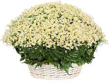 Цветочная композиция из Ромашки в корзине #REPLACE_PRED# Заполярном Мурманской области